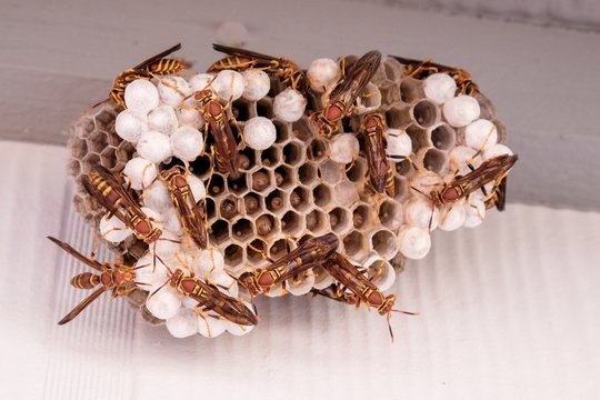 A large nest of busy paper wasps with several eggs and larvae in the cells - Raleigh North Carolina