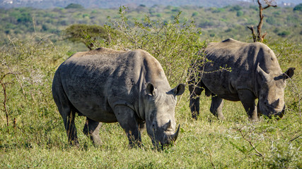 Fototapeta premium Two wild rhinos in savannah, Safari(Game Reserve), South Africa