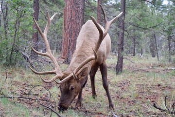 Bull elk in woods eating grass