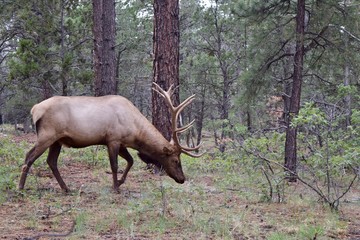 Bull elk in woods eating grass