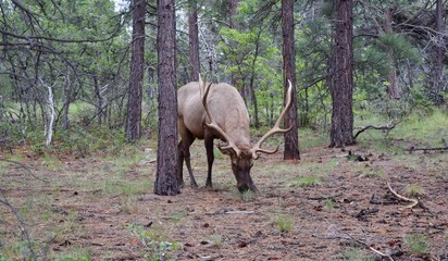 Bull elk in woods eating grass