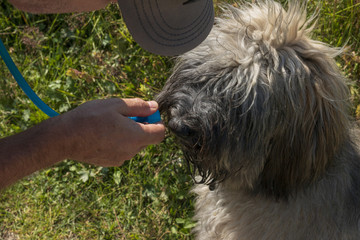 Dog drinking in a tank of water backpack
