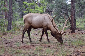 Naklejka na ściany i meble Bull elk in woods eating grass