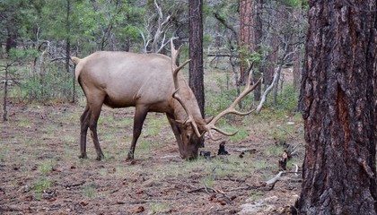 Bull elk in woods eating grass