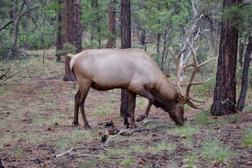 Bull elk in woods eating grass