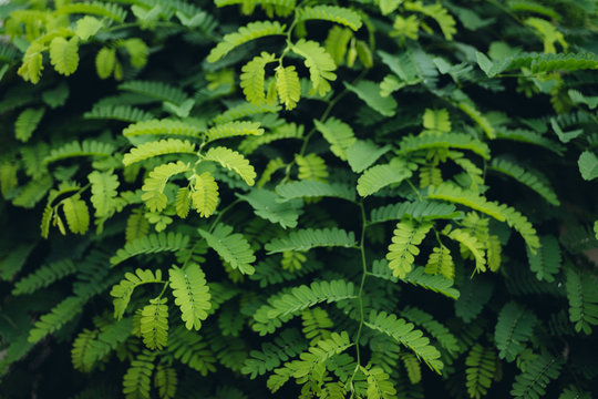Yellow green tamarid leaf at overcast daylight