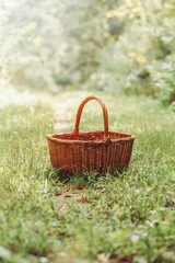 Fototapeta na wymiar One small cute empty wicker basket in the middle of forest park. Picking autumn fall harvest season. Concept of gathering fruits and vegetables at the end of summer. Sunlight from above.