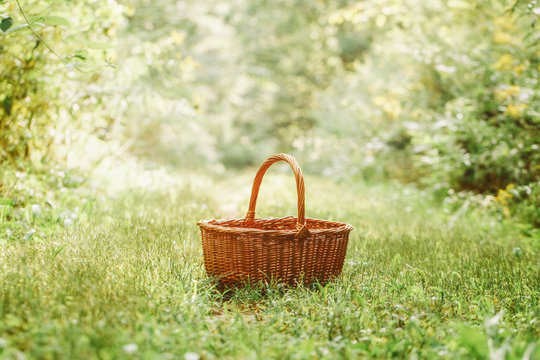 One Small Cute Empty Wicker Basket In The Middle Of Forest Park. Picking Autumn Fall Harvest Season. Concept Of Gathering Fruits And Vegetables At The End Of Summer. Sunlight From Above.