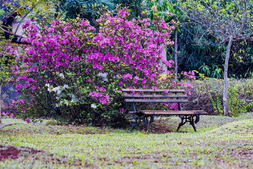 Wooden bench in front of a azalea bush in the garden