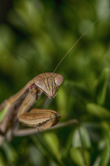 Praying Mantis Closeup IV