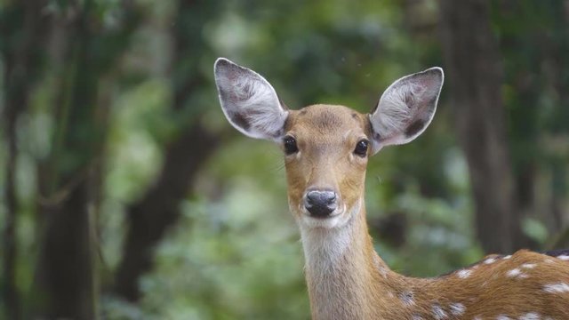 sika deer in forest