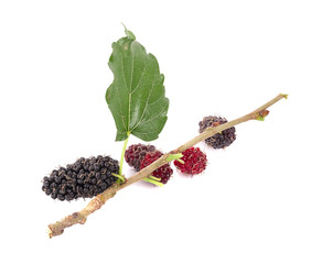 mulberries fruit and mulberry leaf on white background healthy mulberry fruit food isolated