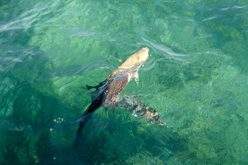 Spangled Emperor (Green Snapper) - Ningaloo Reef - Australia