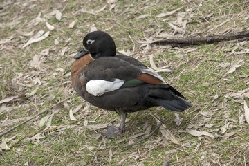 Australian Shelduck