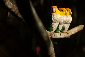 Marianinha-de-cabeça-amarela 