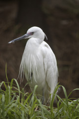 little egret