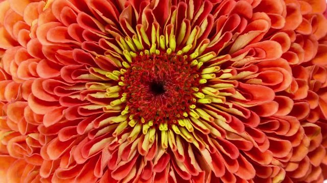 Blooming Red Zinnia Flower Close-up