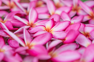 Close up Plumeria flowers