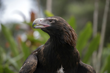 wedge tailed eagle