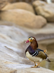 Colorful Mandarin Duck near the water