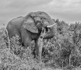 Fototapeta na wymiar African Elephant eating