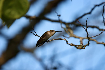 Hummingbird perched on a limb