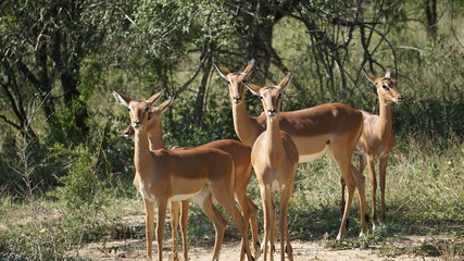 Naklejka na ściany i meble A wild animal impala in Safari, Game Reserve, South Africa