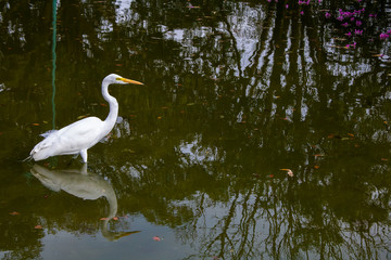 Garça no Lago