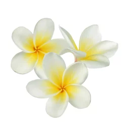 Foto auf Leinwand Frangipani-Blume auf weißem Hintergrund © Kompor