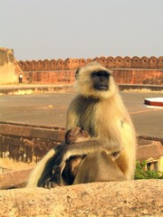 Jaipur. Capital de  Rajasthan. India