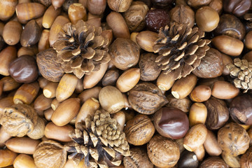 Various nuts of trees.