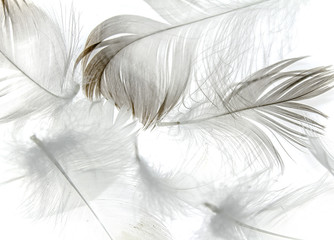 Gray and white feathers of birds as an abstract background