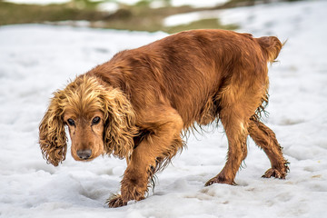 Yellow hunting dog in a jump