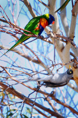 Rainbow Lorikeet & Noisy Miner