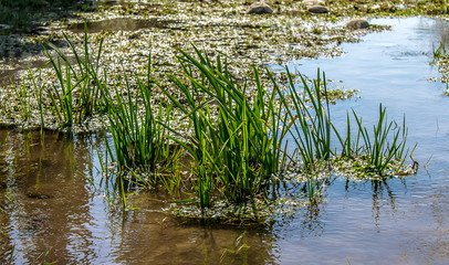 Wetlands landscape in summer