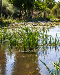 Obraz premium Wetlands landscape in the spring