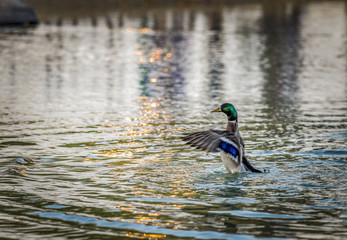 Male Mallard Duck splashing its wings in the water