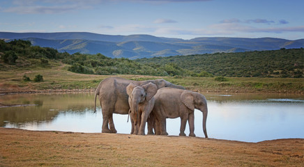 African Elephant Family © Cathy Withers-Clarke
