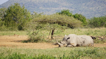 Obraz premium A wild walking rhino in a Game Reserve Safari in Africa 