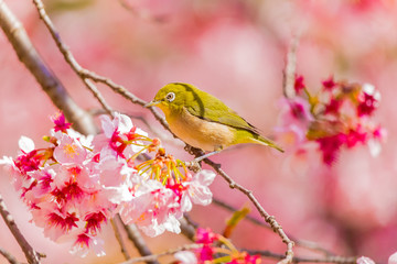 Japanese White-eye.The back is cherry blossoms(Japanese name is Kanzakura). Located in Tokyo Prefecture Japan.