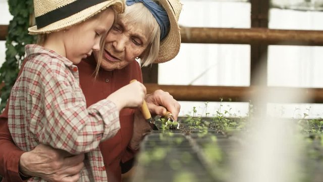 Handheld shot of happy senior woman with grey hair talking and hugging little girl helping her care for seedlings in greenhouse. They are smiling and weeding soil in pots with small rake and trowel