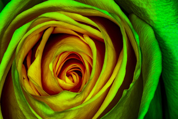 Fototapeta na wymiar Macro shot of a bright yellow & green Rose