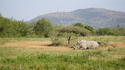 Naklejka na ściany i meble A wild walking rhino in a Game Reserve Safari in Africa 
