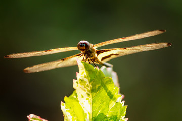 Dragon Fly