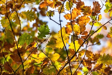 Autumn.