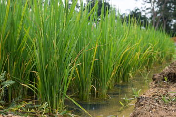 Green rice field in Thailand
