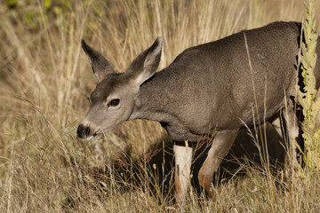 Mule Deer Doe Walking in Grass and Brush