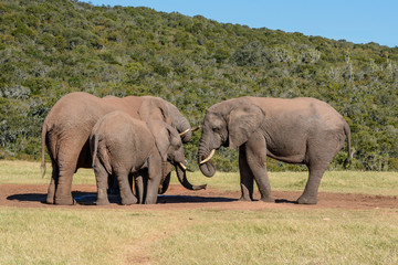 Fototapeta premium African Elephants
