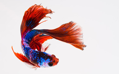 halfmoon betta fish, siamese fighting fish, capture moving of fish, betta splendens