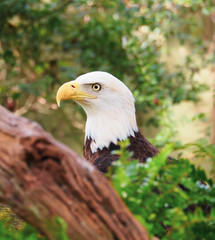 American Bald Eagle on Ground Hunting Prey